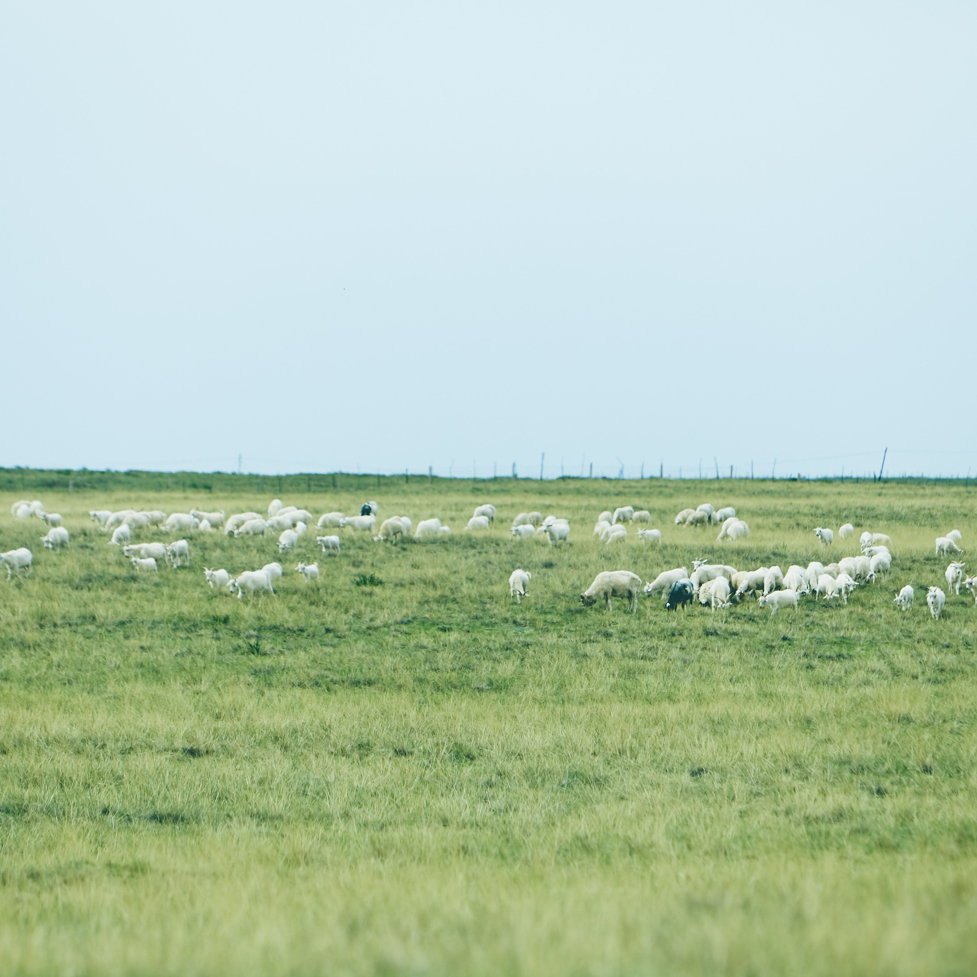 カシミヤを知る。感じる 。― Natural Basicのものづくりの原点
